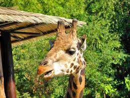 The ZOO in Slovakia